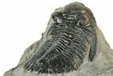 Detailed Hollardops Trilobite Fossil - Ofaten, Morocco #327540-5